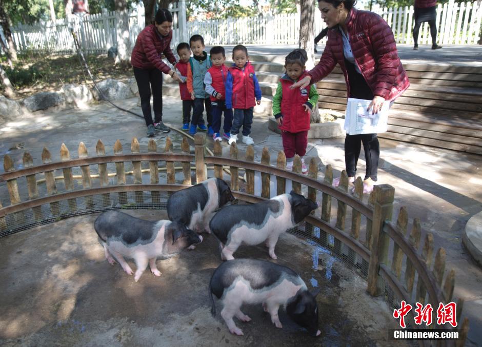 Kindergarten in Beijing runs a zoo