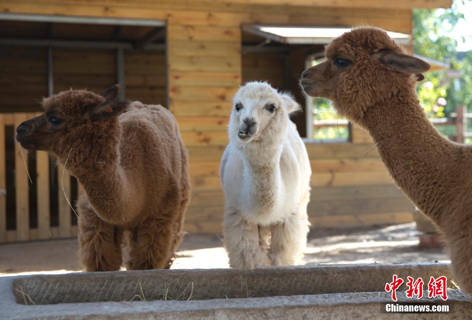 Kindergarten in Beijing runs a zoo