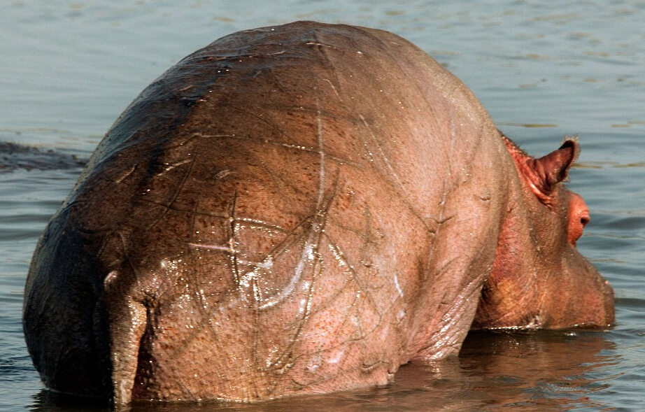 Brave mama hippo fights for her baby