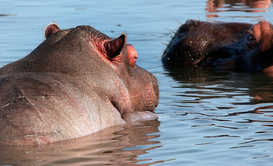 Brave mama hippo fights for her baby