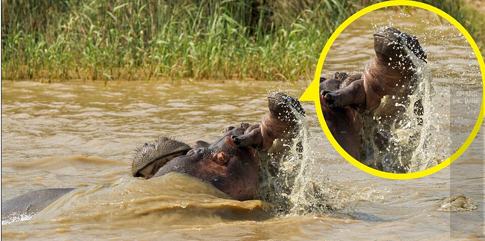 Brave mama hippo fights for her baby