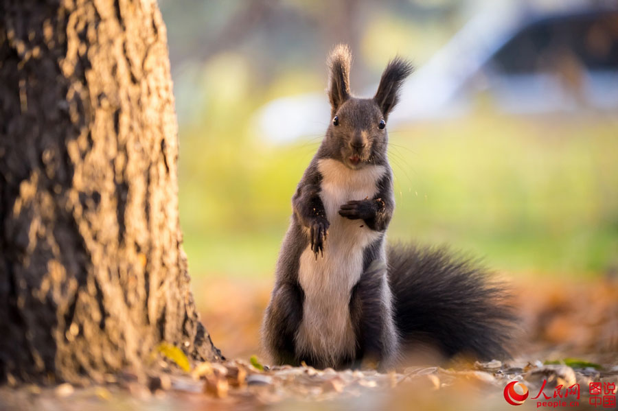 Cute squirrel melts your heart