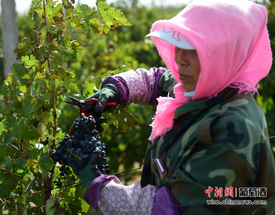 French vintner dedicated to making wine in Chinese winery 