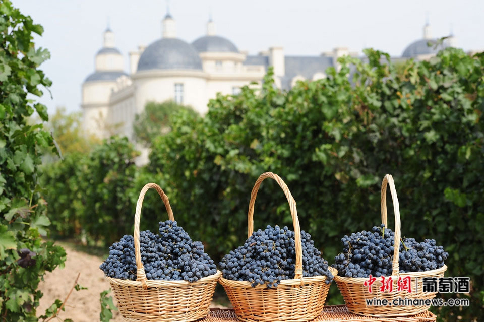 French vintner dedicated to making wine in Chinese winery 