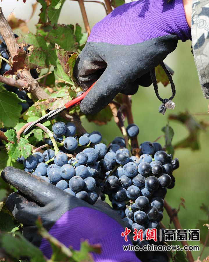 French vintner dedicated to making wine in Chinese winery 