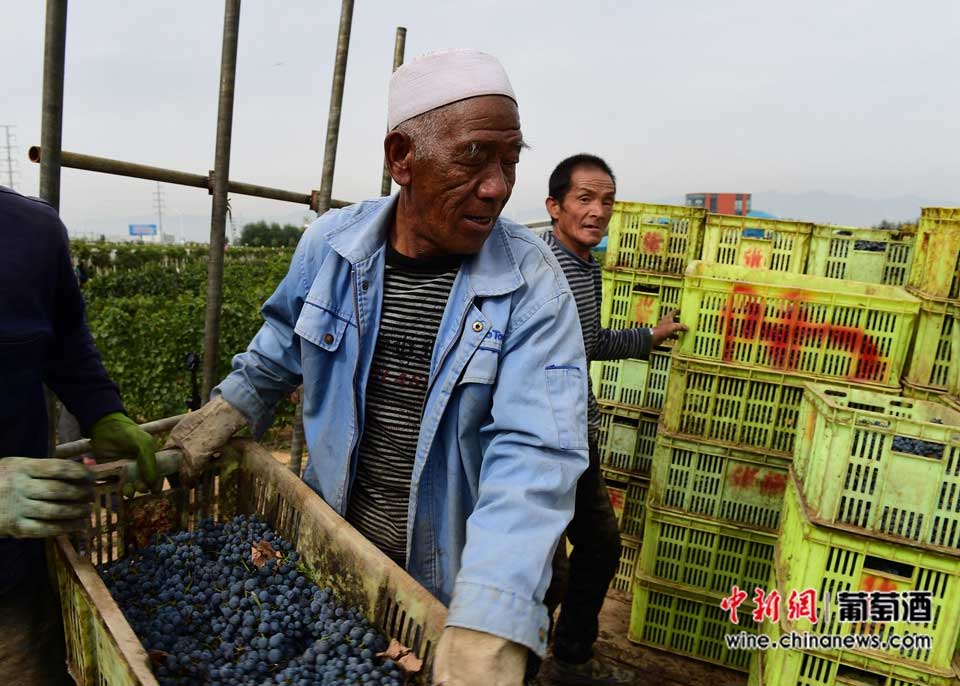 French vintner dedicated to making wine in Chinese winery 