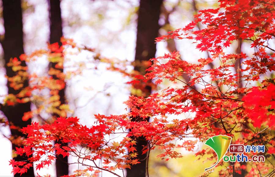 Splendid autumn scenery in China