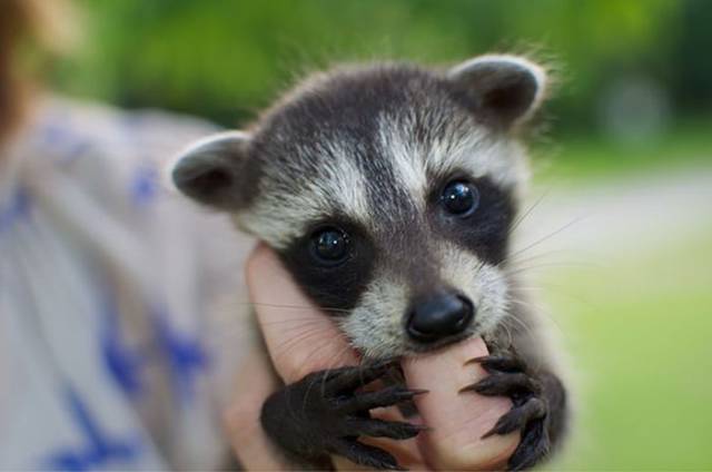 Cutest baby animals that will melt your heart
