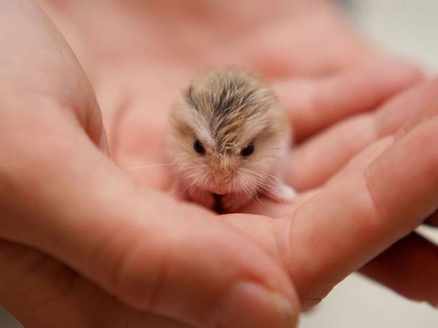 Cutest baby animals that will melt your heart