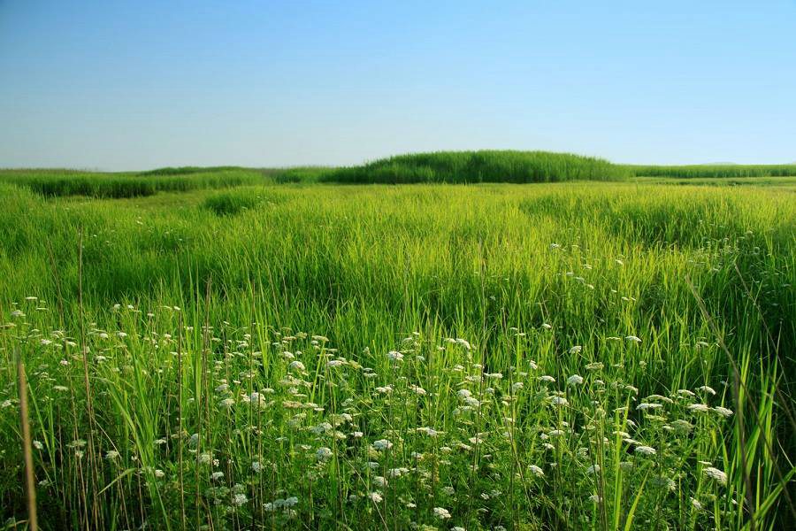 70% of Middle Reach Yangtze Wetlands Gone