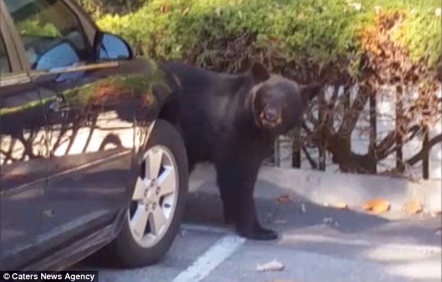 Black bear breaks into a car and sits behind the wheel in the Smoky Mountains
