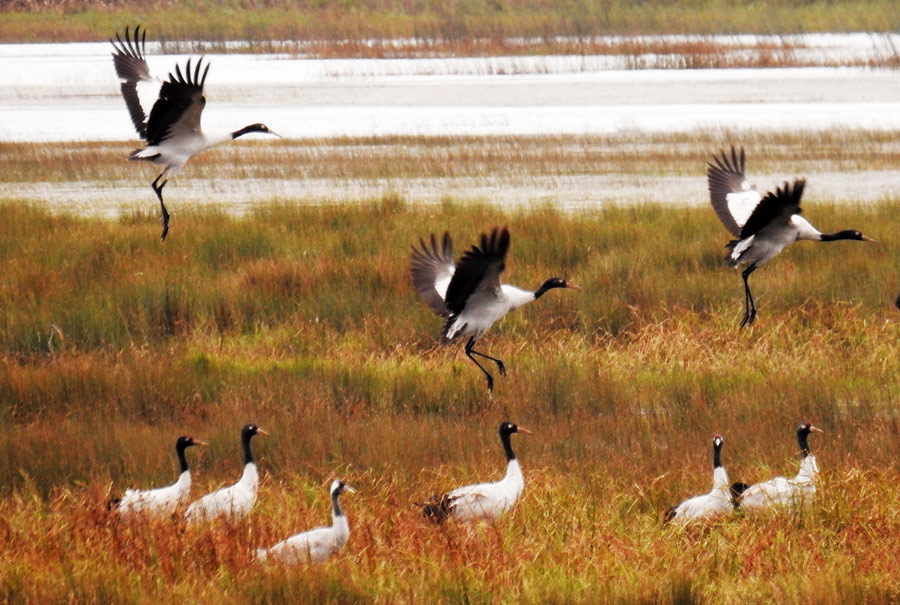 Caohai Plateau Wetland receives first batch of migratory birds in 2015