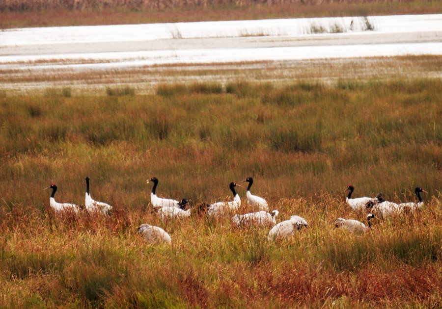 Caohai Plateau Wetland receives first batch of migratory birds in 2015