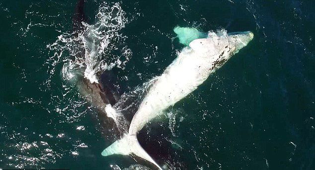 Rare Footage Captured an Albino Whale Playing with its Mother