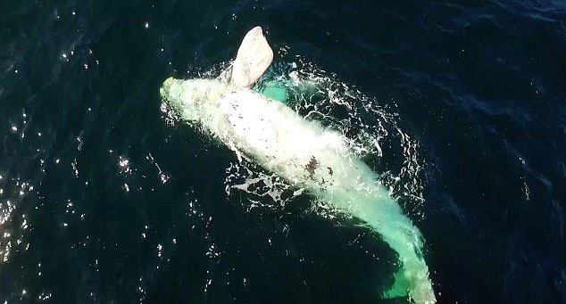 Rare Footage Captured an Albino Whale Playing with its Mother