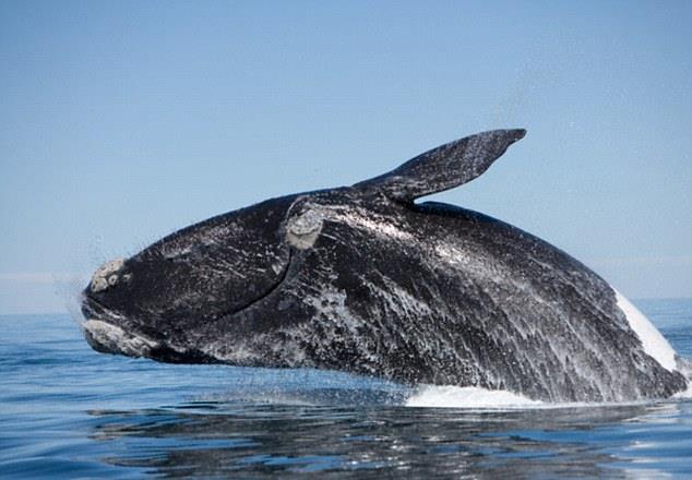 Rare Footage Captured an Albino Whale Playing with its Mother