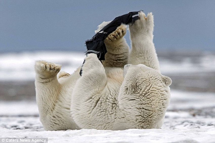 Polar bear plays with a pair of shorts after finding them near Eskimo enclave