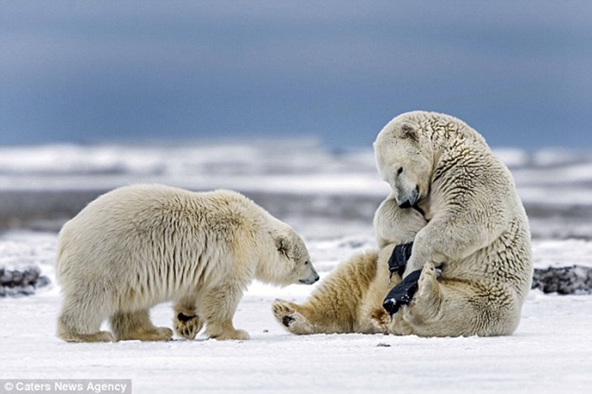 Polar bear plays with a pair of shorts after finding them near Eskimo enclave