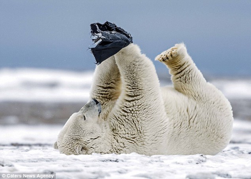 Polar bear plays with a pair of shorts after finding them near Eskimo enclave