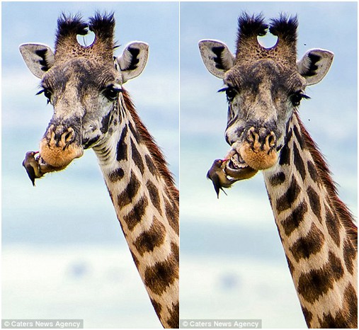 Cute bird gives giraffe a free dental check up as it pecks away at bits between its teeth