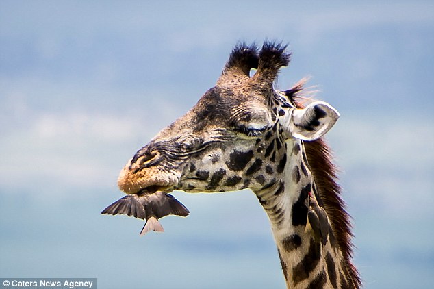 Cute bird gives giraffe a free dental check up as it pecks away at bits between its teeth