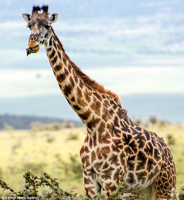 Cute bird gives giraffe a free dental check up as it pecks away at bits between its teeth