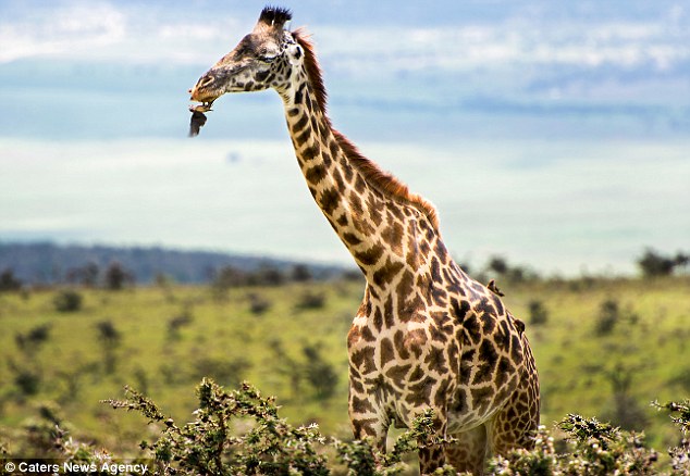 Cute bird gives giraffe a free dental check up as it pecks away at bits between its teeth