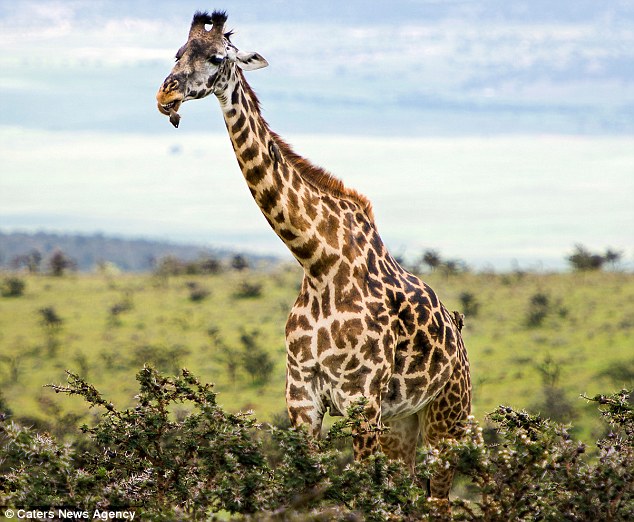 Cute bird gives giraffe a free dental check up as it pecks away at bits between its teeth