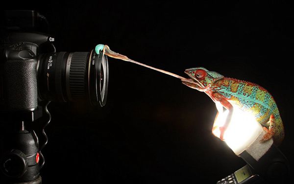 Moments of chameleons hunting preys