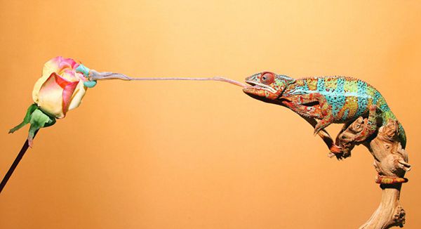 Moments of chameleons hunting preys