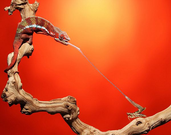 Moments of chameleons hunting preys