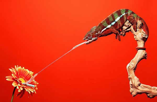 Moments of chameleons hunting preys