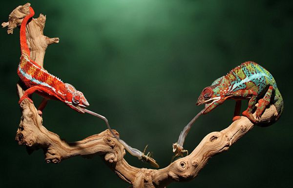 Moments of chameleons hunting preys