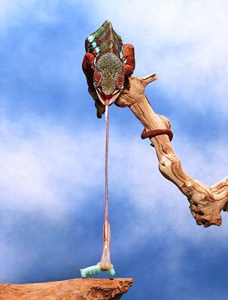 Moments of chameleons hunting preys