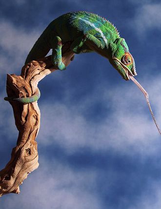 Moments of chameleons hunting preys