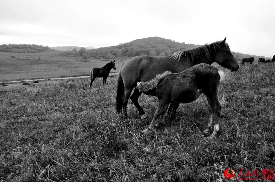 Horses on grasslands