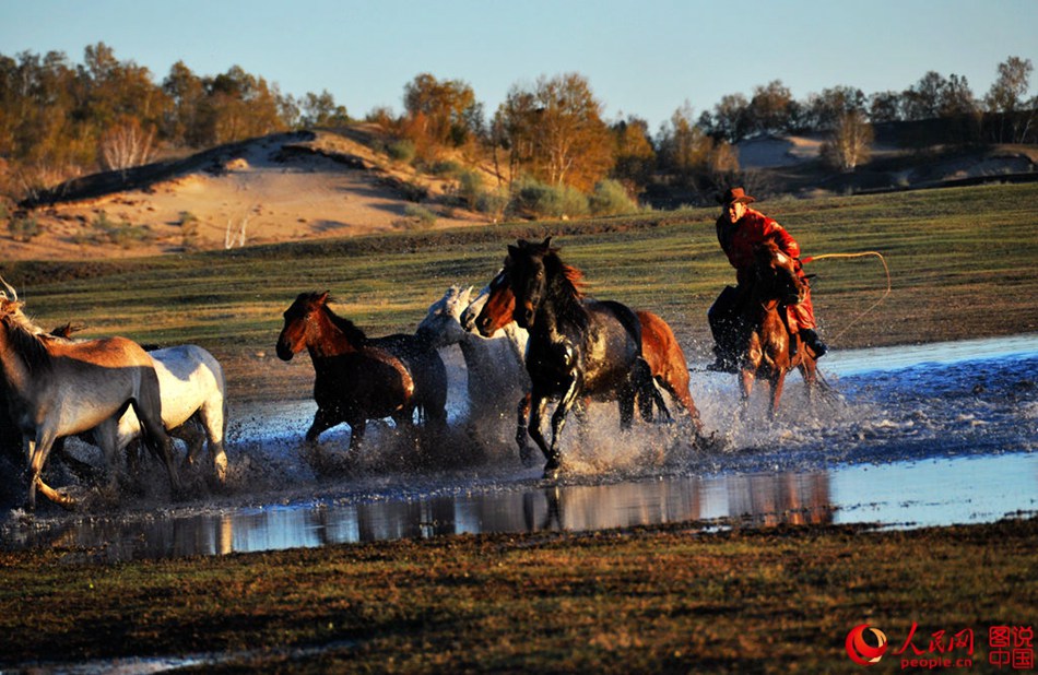 Horses on grasslands