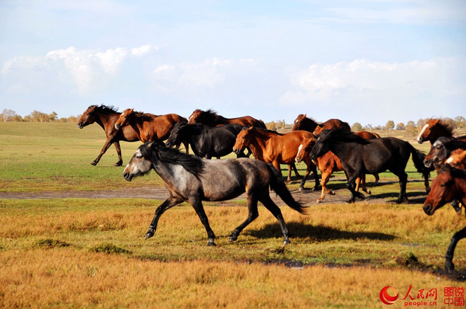 Horses on grasslands