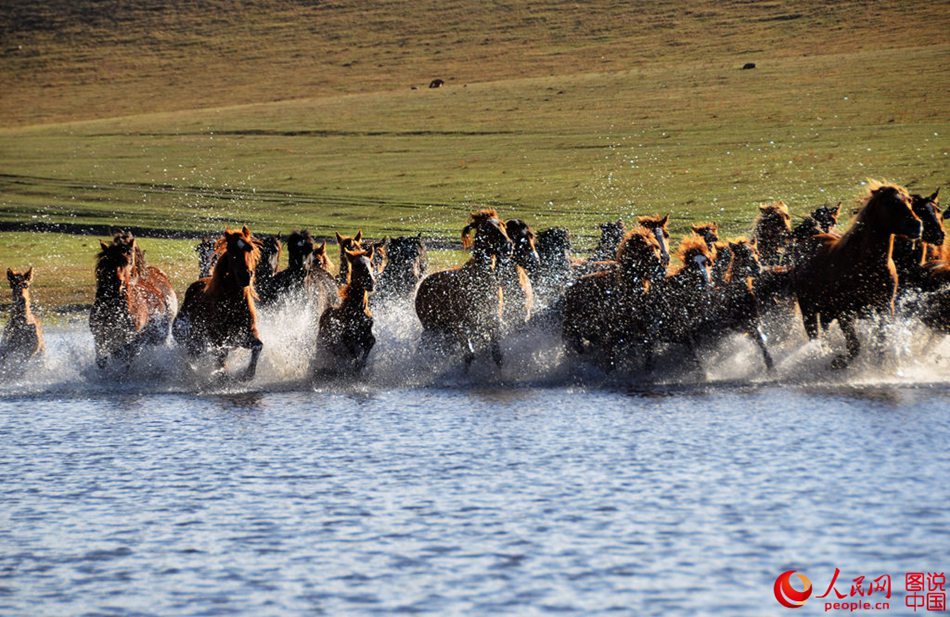 Horses on grasslands