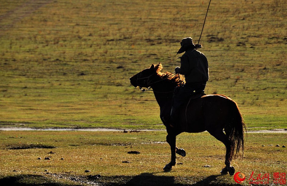 Horses on grasslands