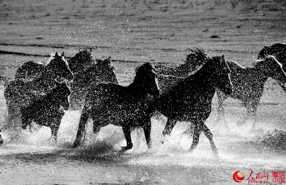 Horses on grasslands