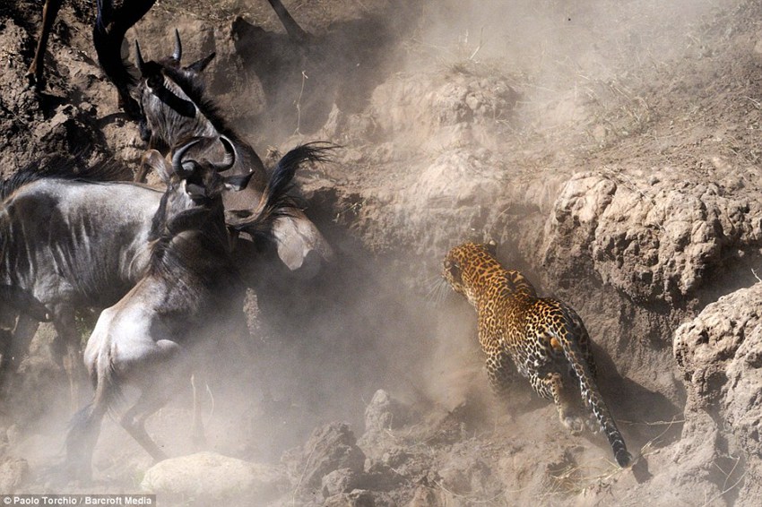 Paolo Torchio photographs a leopard pouncing on a wildebeest in Kenya