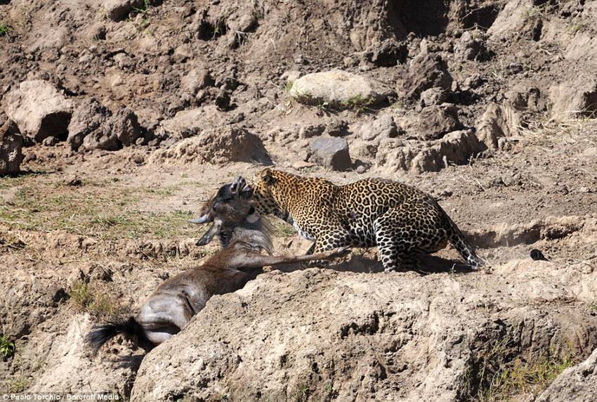 Paolo Torchio photographs a leopard pouncing on a wildebeest in Kenya