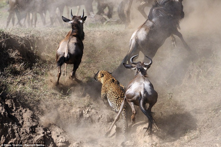 Paolo Torchio photographs a leopard pouncing on a wildebeest in Kenya