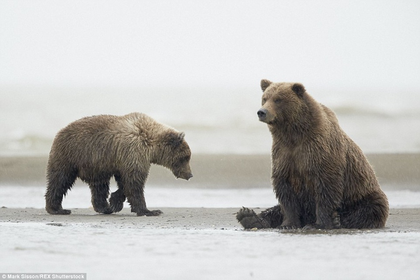 Brown bear cub in Alaska pictured throwing some shapes for the gulls