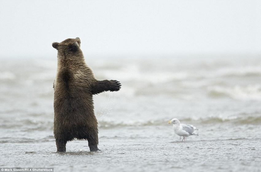 Brown bear cub in Alaska pictured throwing some shapes for the gulls