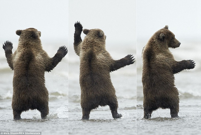 Brown bear cub in Alaska pictured throwing some shapes for the gulls