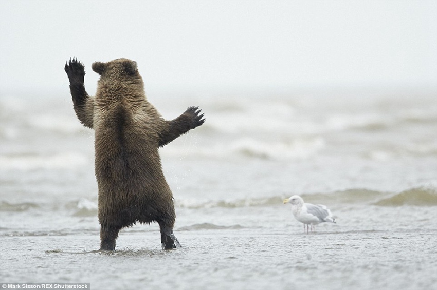 Brown bear cub in Alaska pictured throwing some shapes for the gulls