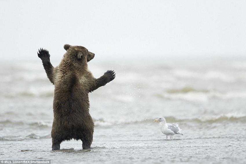 Brown bear cub in Alaska pictured throwing some shapes for the gulls