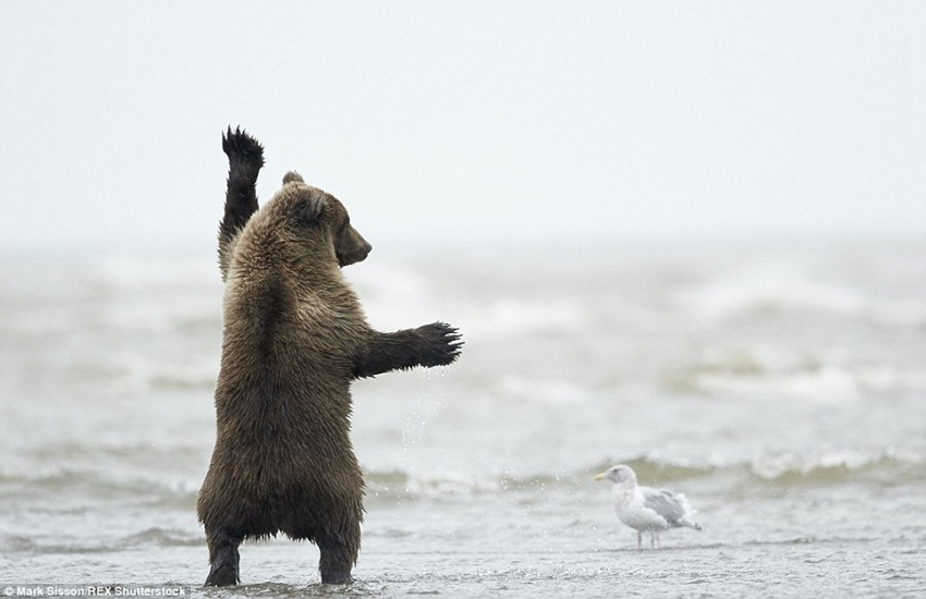 Brown bear cub in Alaska pictured throwing some shapes for the gulls